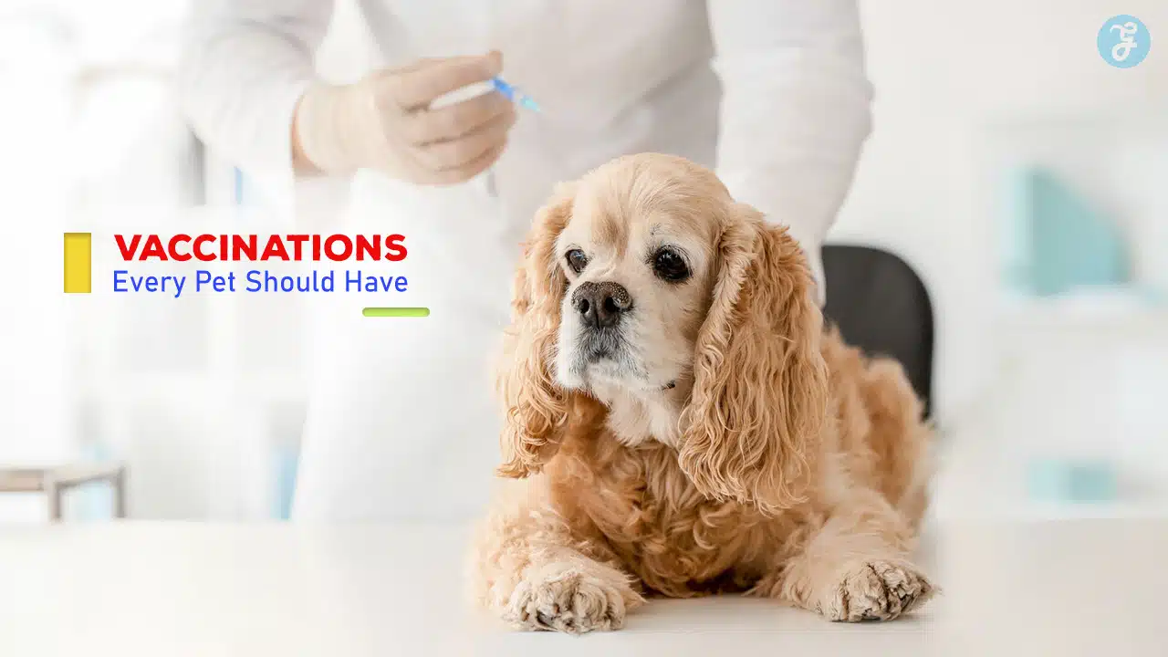 Vaccinations Every Pet Should Have