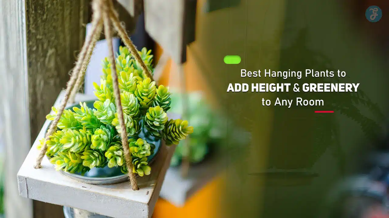 Best Hanging Plants for Indoor Decor