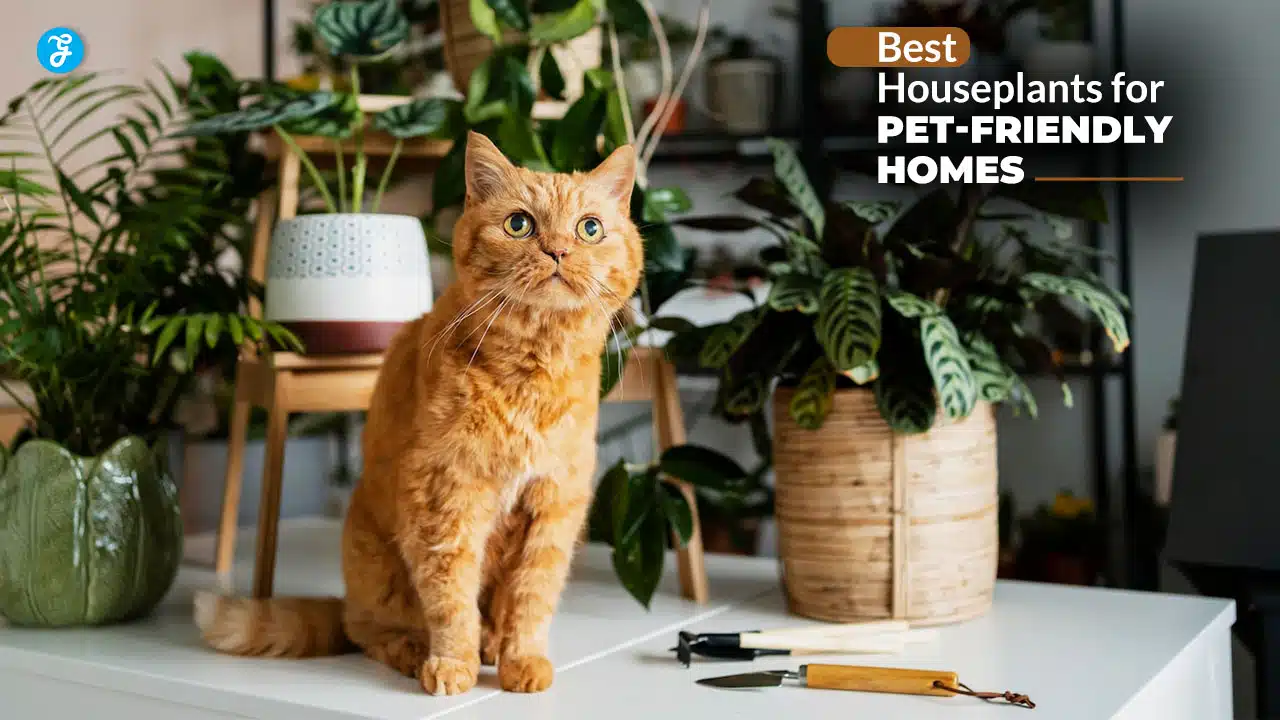 Best Houseplants for Pet-Friendly Homes.