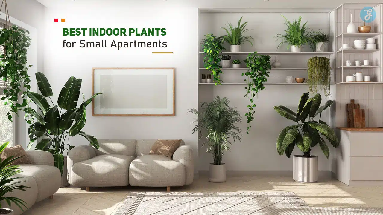 Best Indoor Plants for Small Apartments