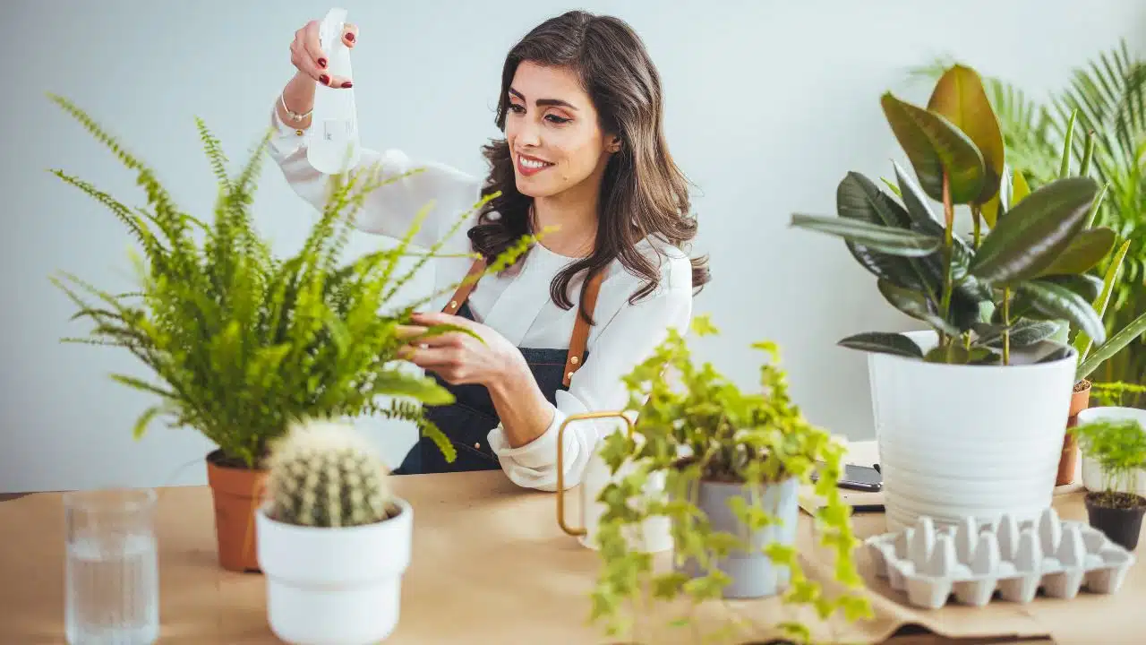 Best Low-maintenance Plants for Home