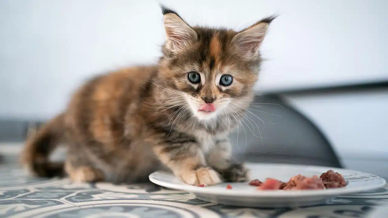 By-Products Are Low-Quality and Unsafe for Pets