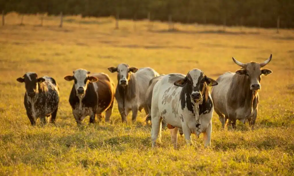 Livestock to Raise in the USA