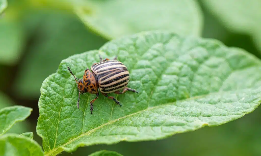 Common Pests in American Farms