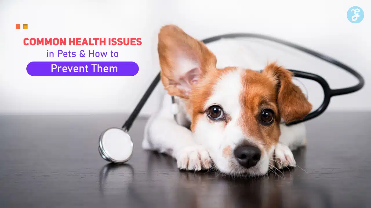 Common Health Issues in Pets and How to Prevent Them