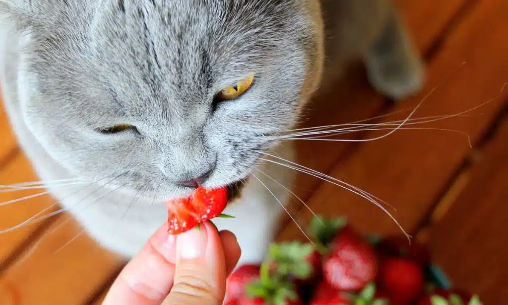 Human Foods for Cats (Cooked Chicken)