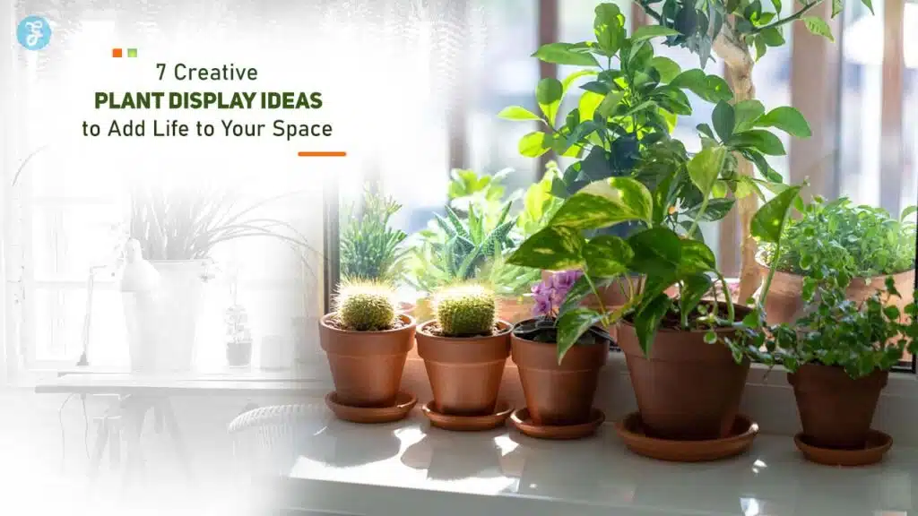 Creative Plant Display Ideas to Add Life to Your Space