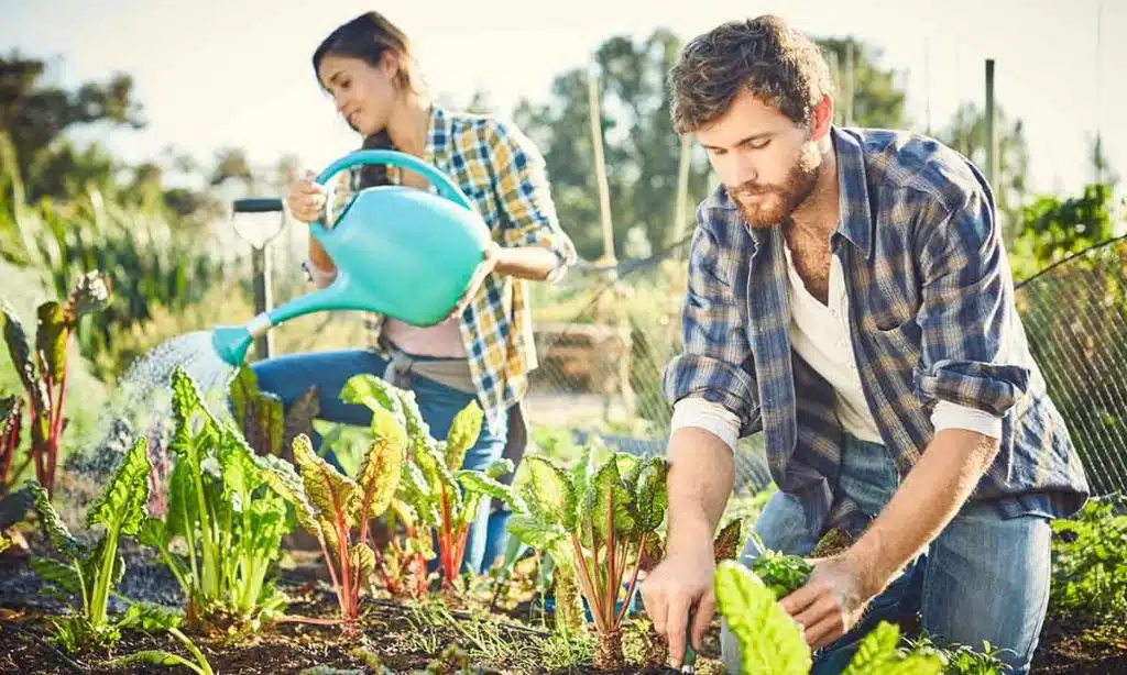 Develop a Marketing Plan for Organic Products