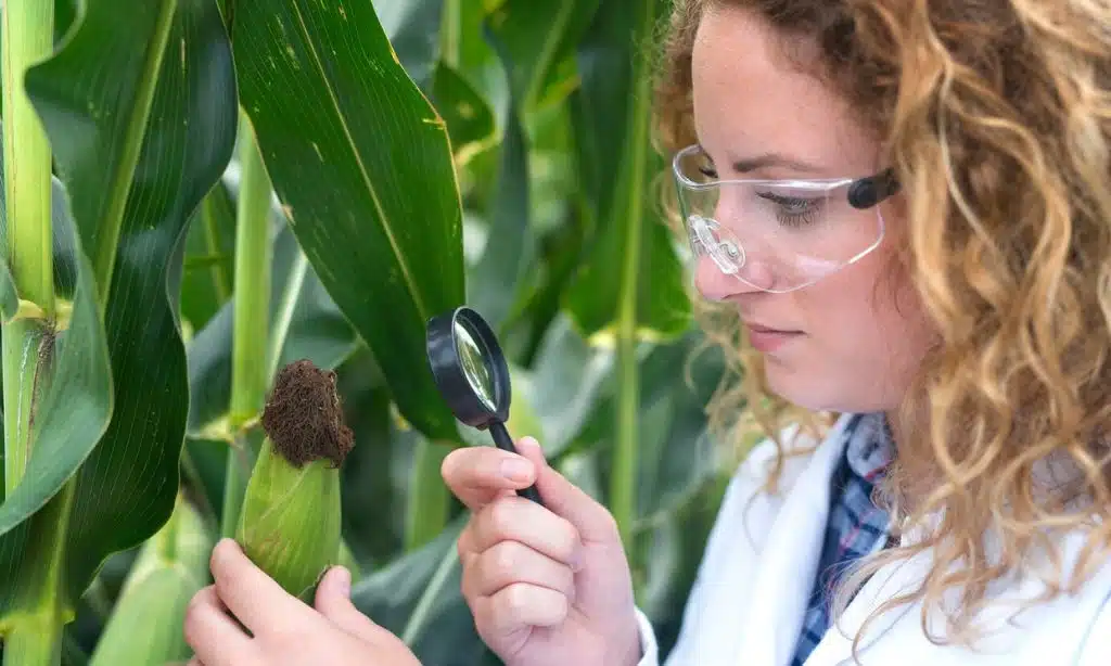 European Corn Borers