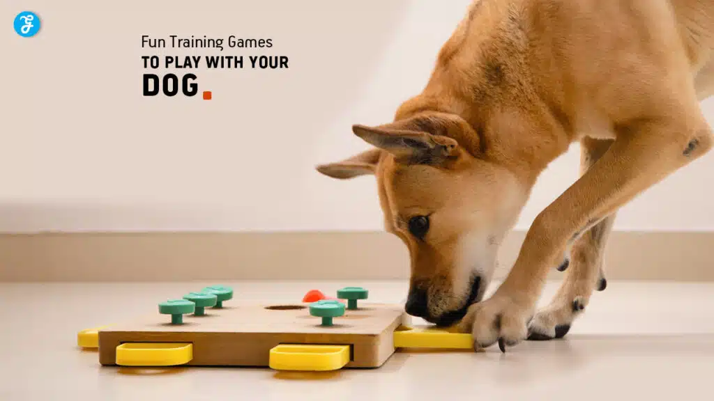 Fun Training Games to Play with Your Dog