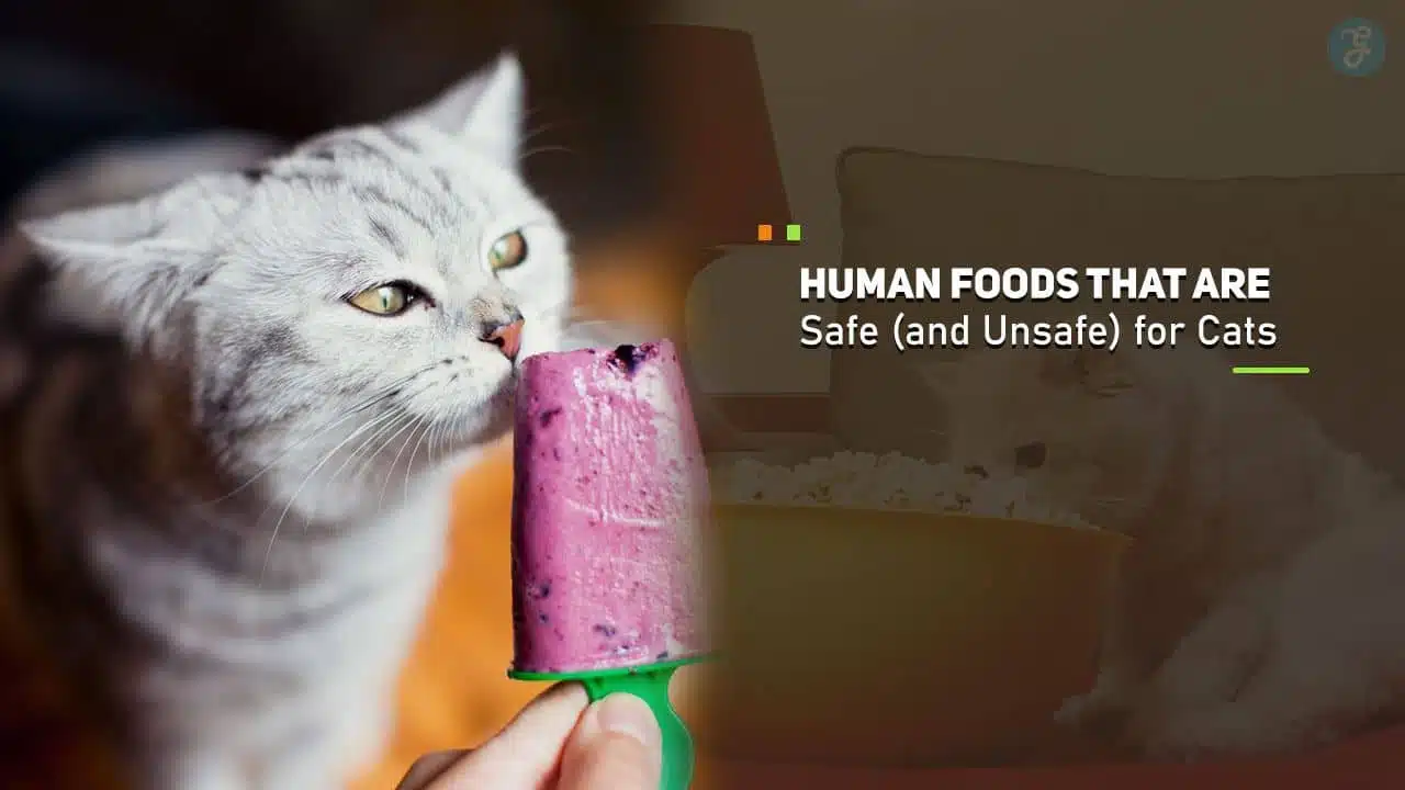 Human Foods for Cats