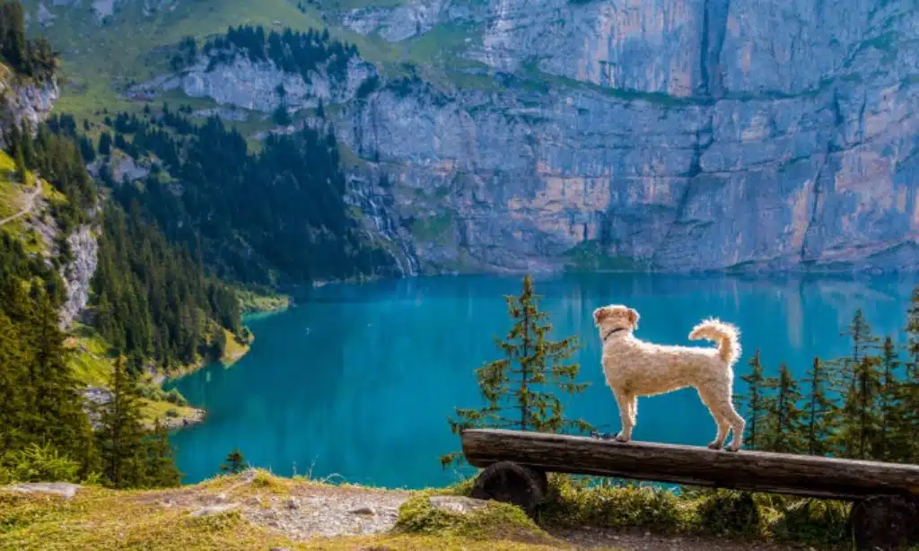 Monitoring Health and Wellness