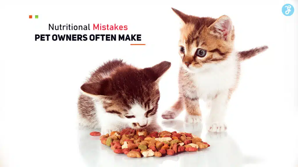 Nutritional Mistakes Pet Owners Often Make