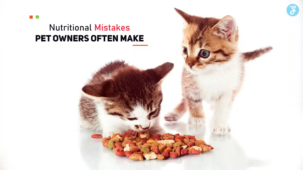 Nutritional Mistakes Pet Owners Often Make