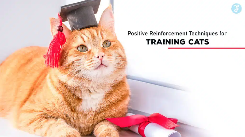 Positive Reinforcement Techniques for Training Cats