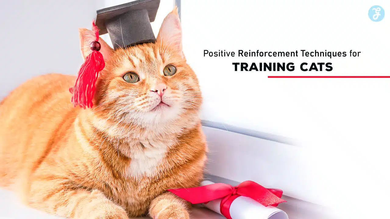 Positive Reinforcement Techniques for Training Cats