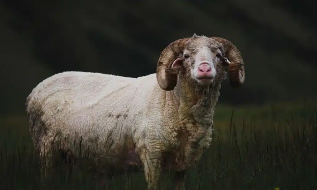 Livestock to Raise in the USA