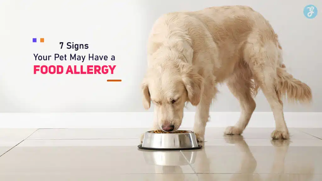 Signs Your Pet May Have a Food Allergy