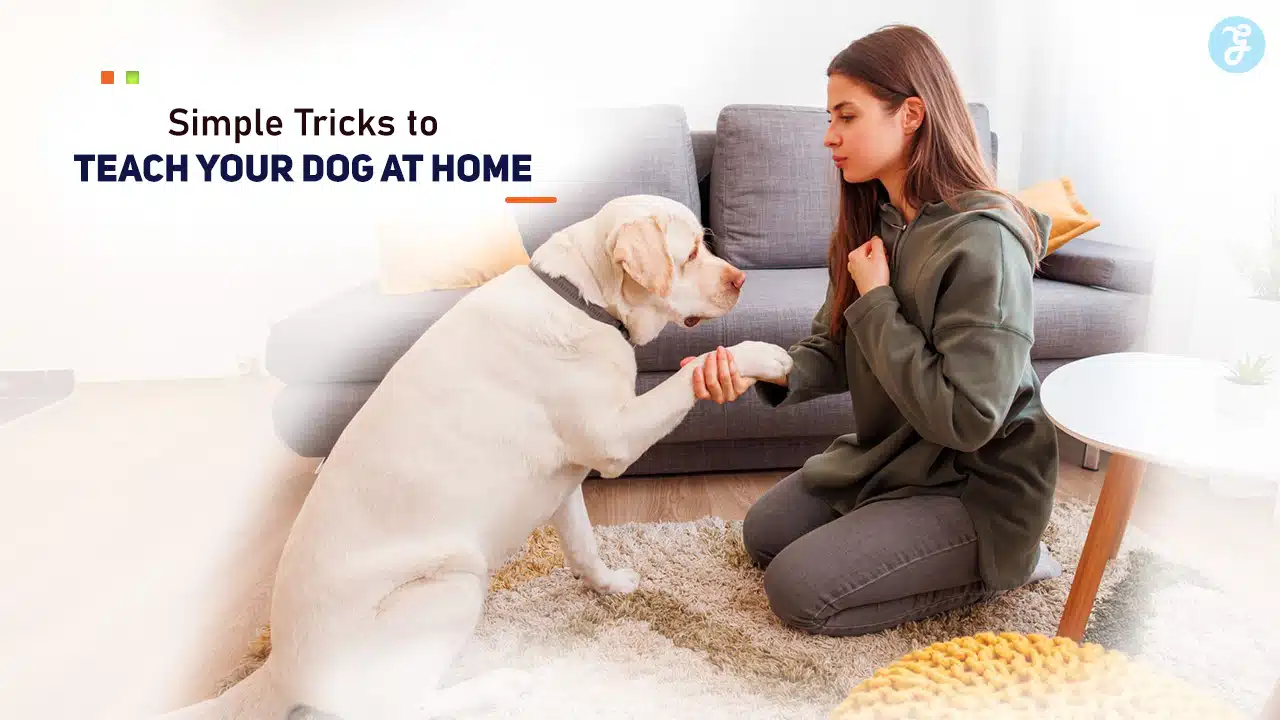 Simple Tricks to Teach Your Dog at Home