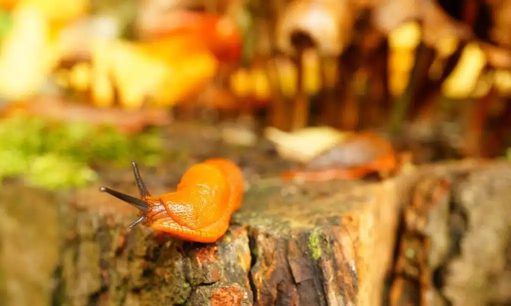 Common Pests in American Farms