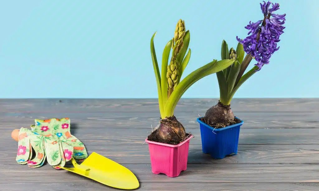 Best Indoor Plants for Small Apartments