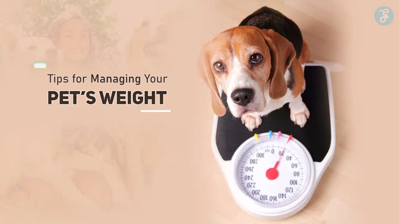 Tips for Managing Your Pet’s Weight