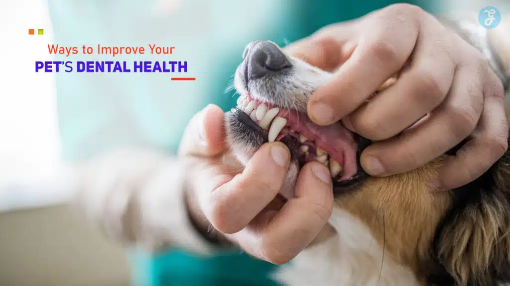 Pet Dental Health Tips