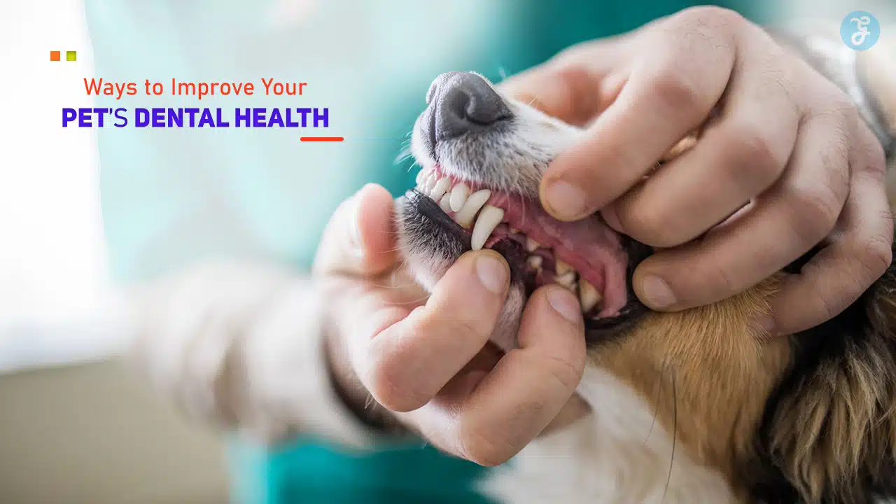 Pet Dental Health Tips