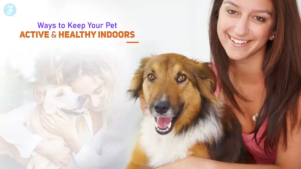 Ways to Keep Your Pet Active and Healthy Indoors
