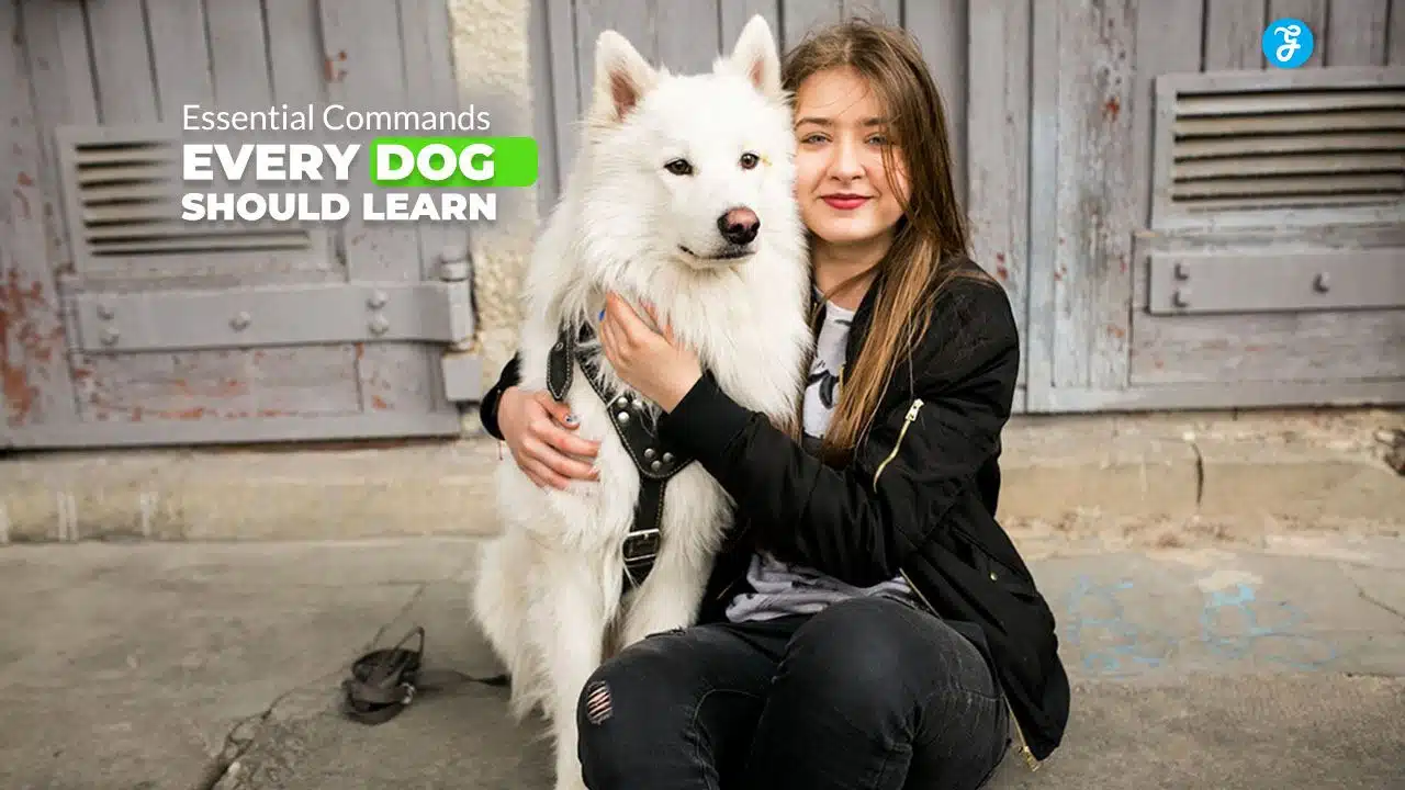 essential commands every dog should learn