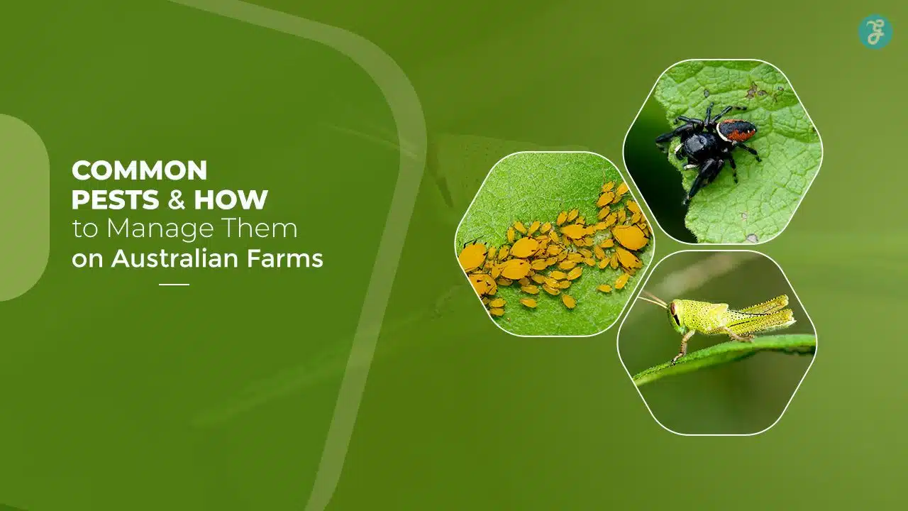 Common Farm Pests in Australia