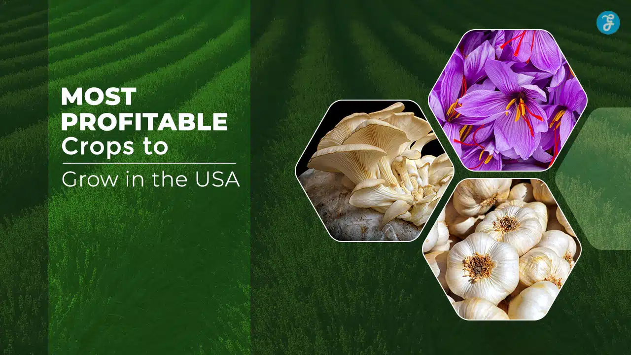 Profitable Crops to Grow in the USA