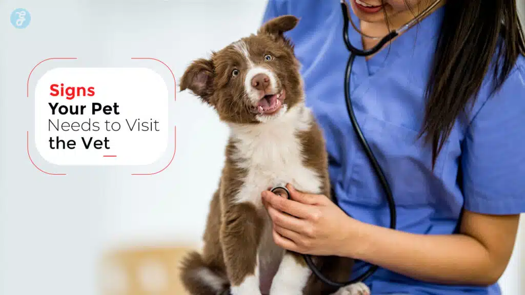 Signs Your Pet Needs to Visit the Vet
