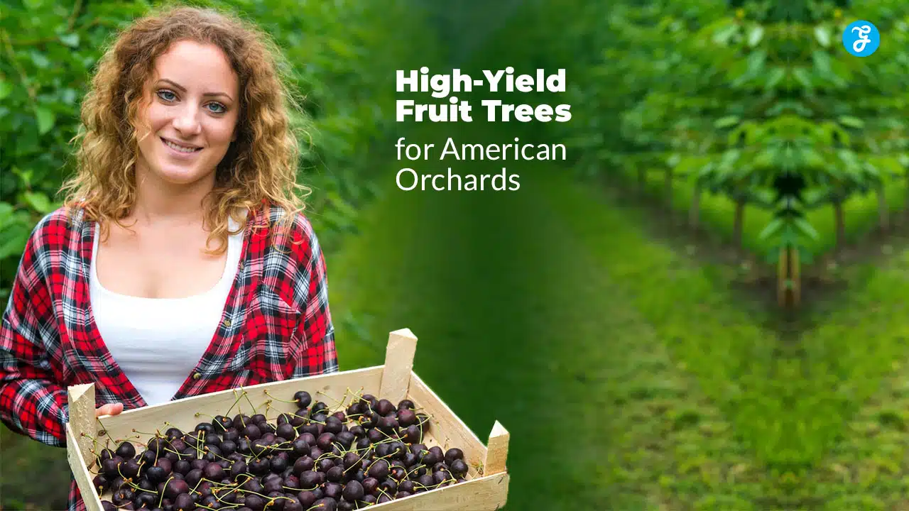 High-Yield Fruit Trees