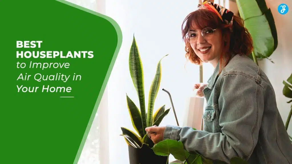 Best houseplants to improve air quality