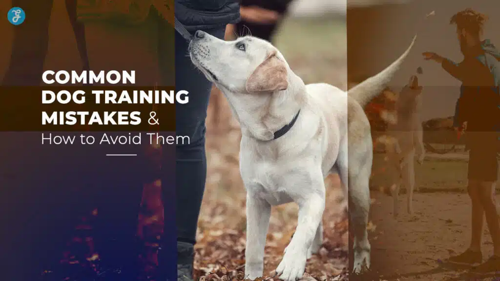 Common Dog Training Mistakes