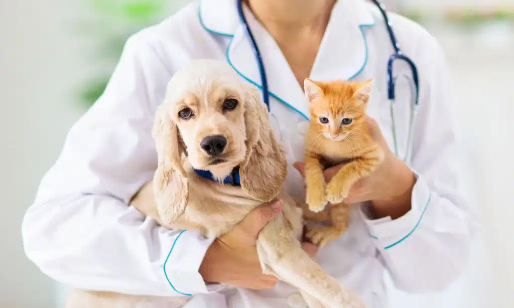 Top pet insurance companies in the USA