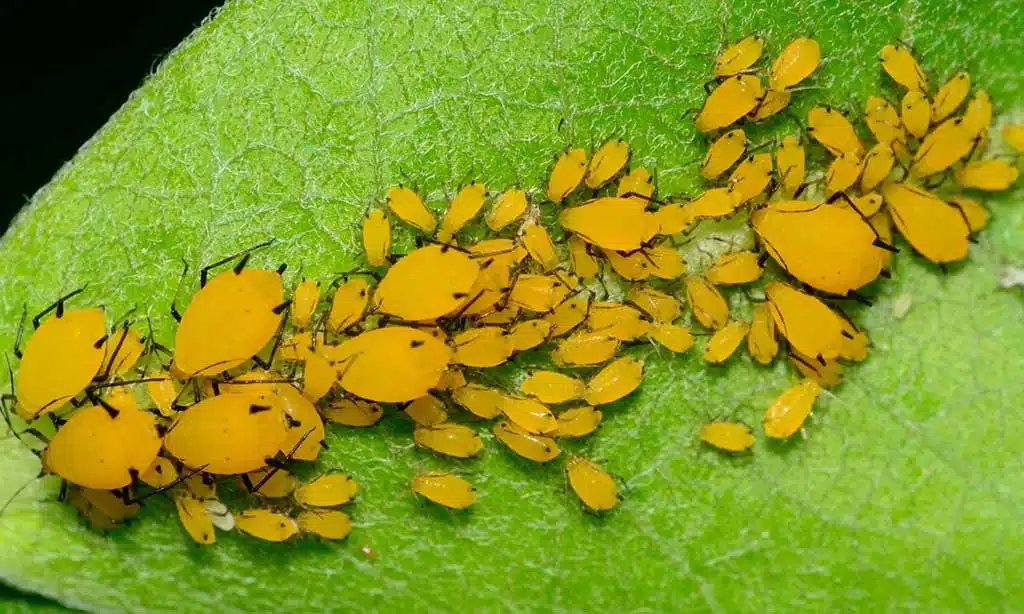 Aphids