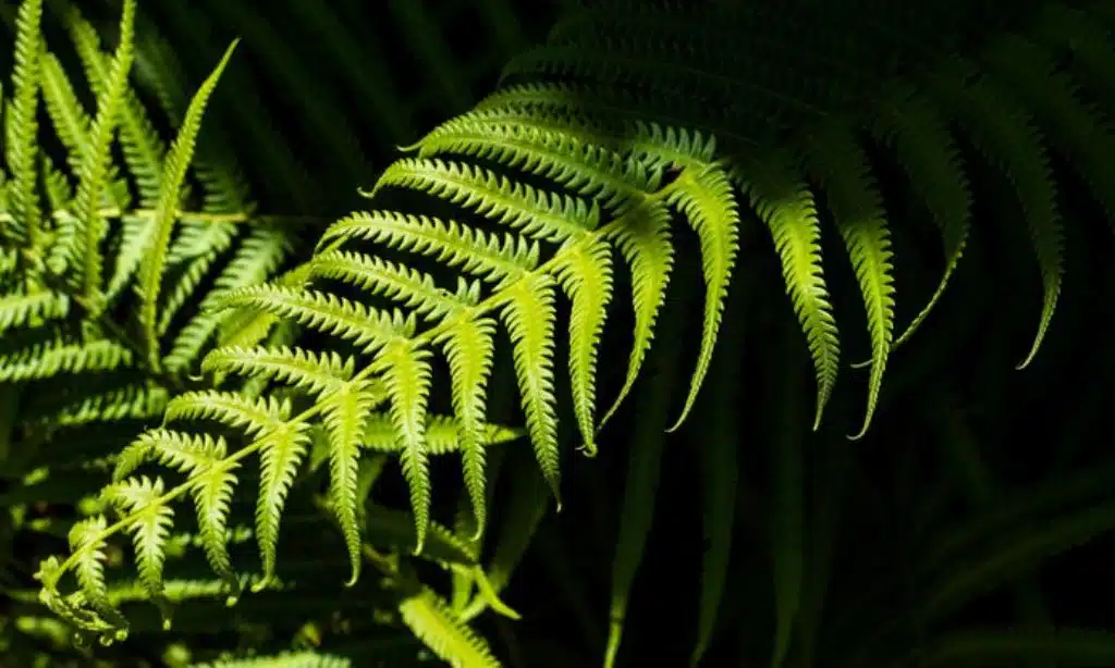 Boston Fern (Nephrolepis exaltata)