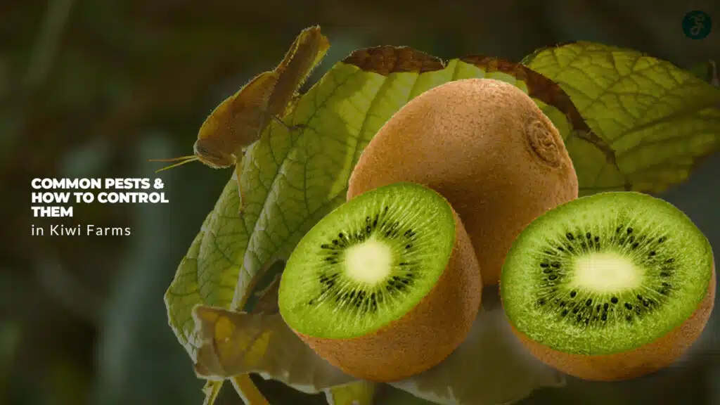 Common Pests in Kiwi Farms