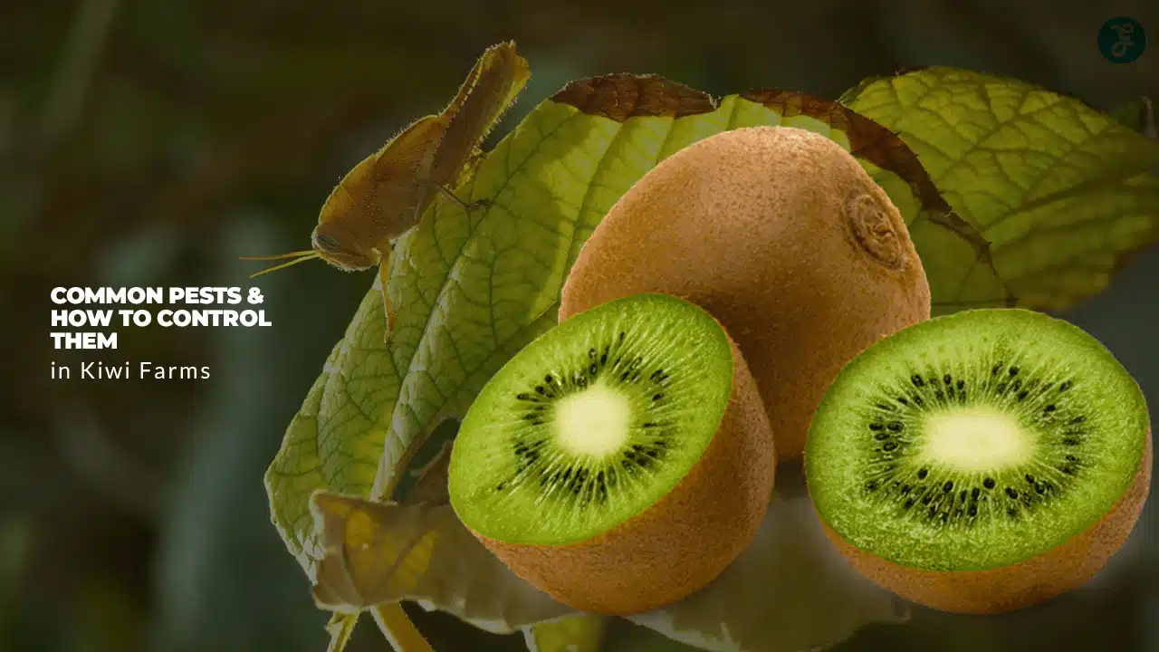 Common Pests in Kiwi Farms