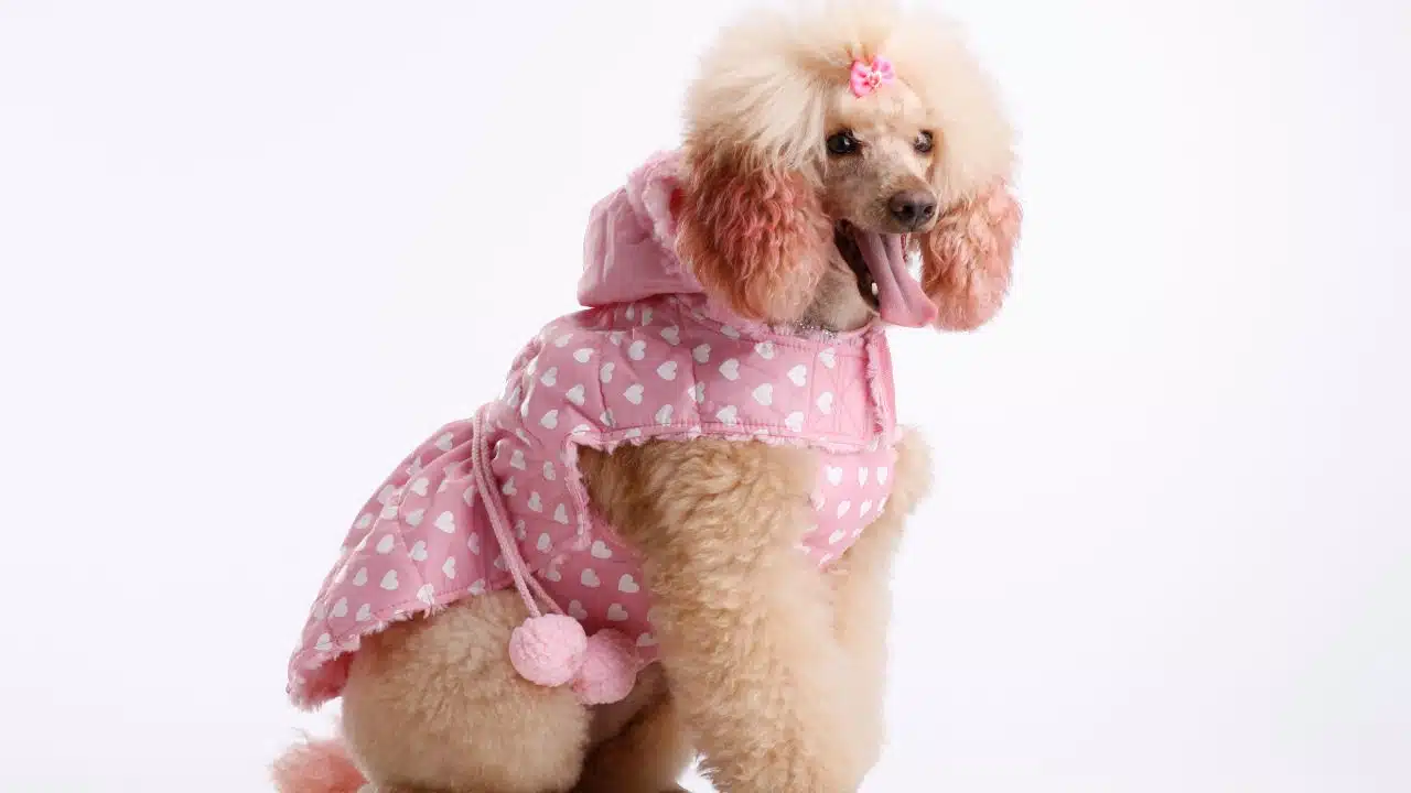 Eco-Friendly Pet Fashion