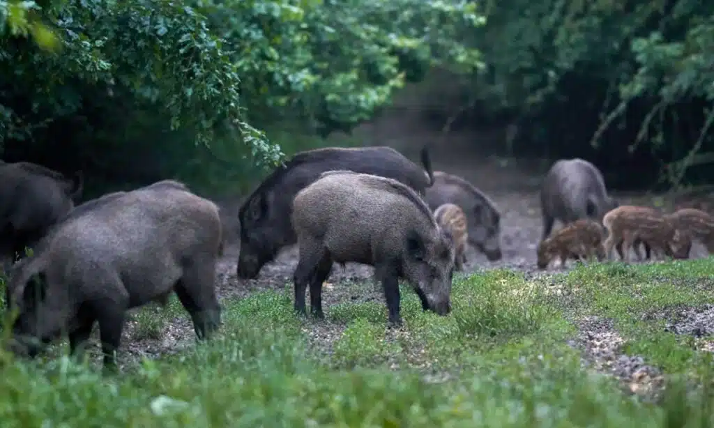Feral Pigs