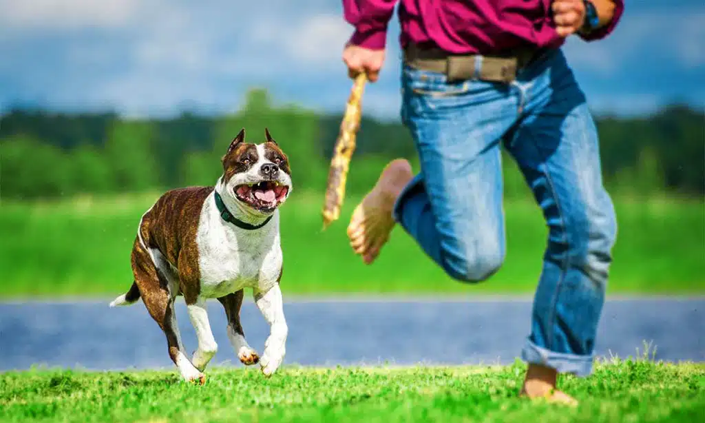 How to Choose the Right Dog Bite Lawyer