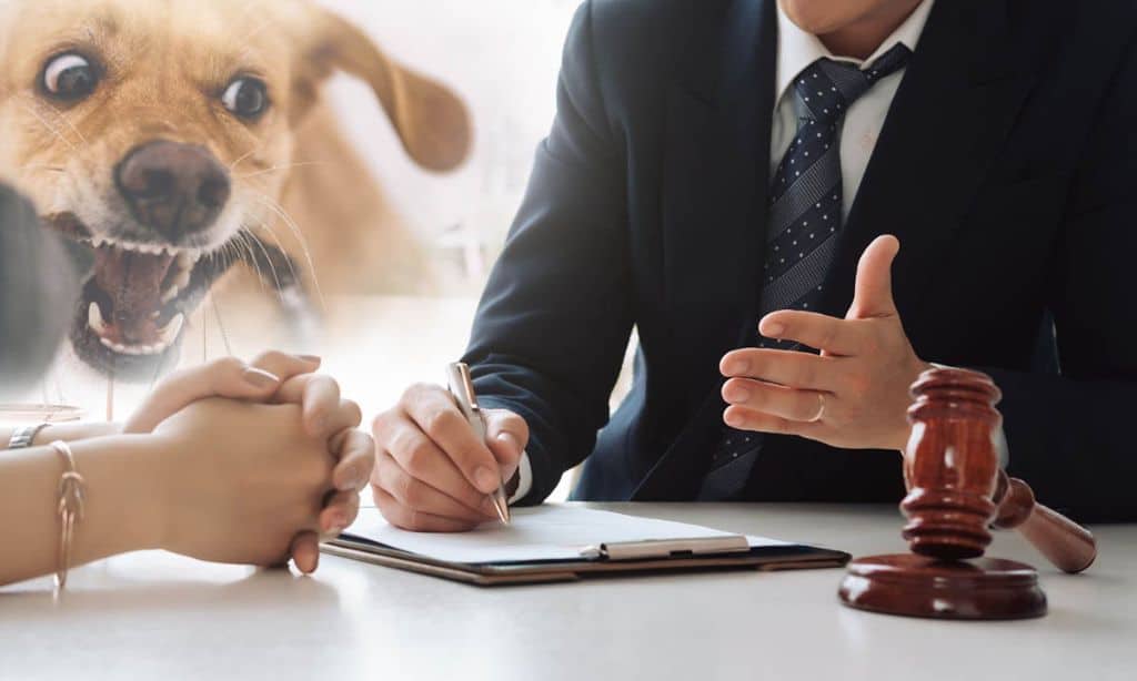 John A. Snyder – Law Offices of John A. Snyder