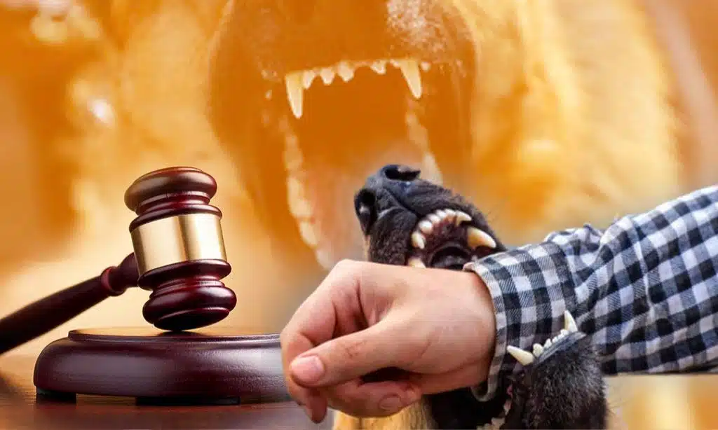 Lawyer #6 Emily Clark