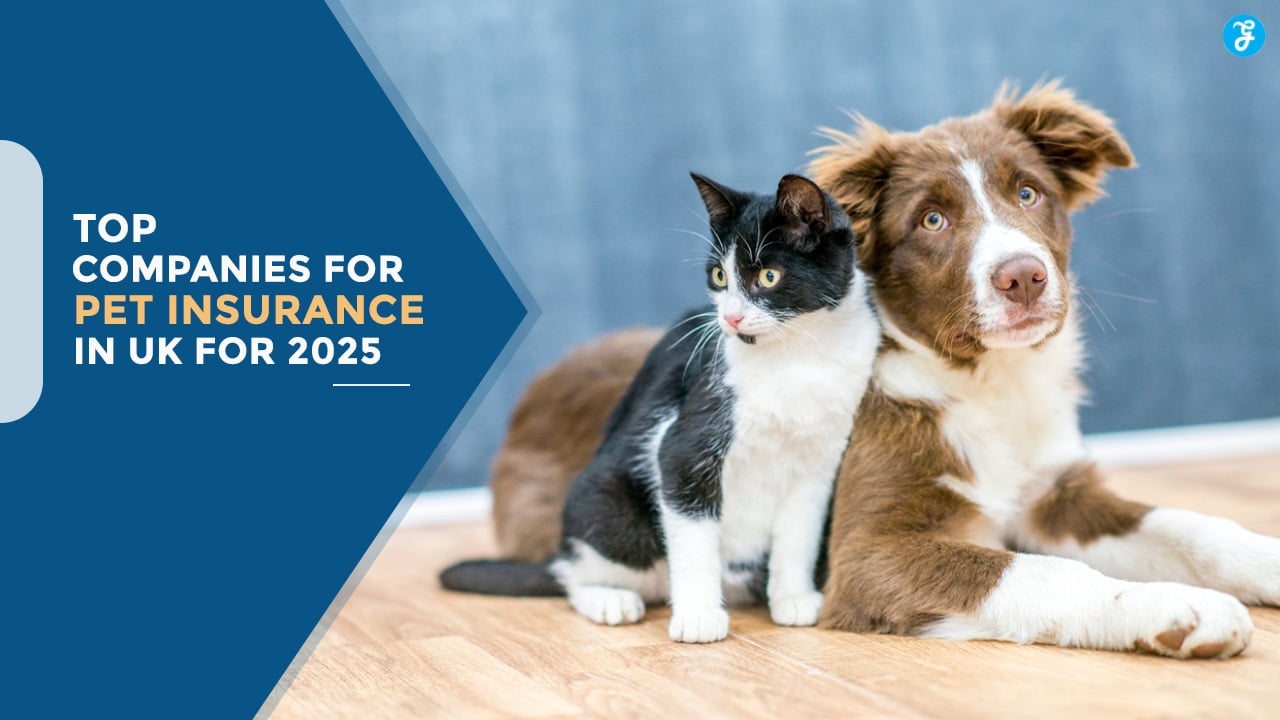 Pet Insurance Companies in the UK