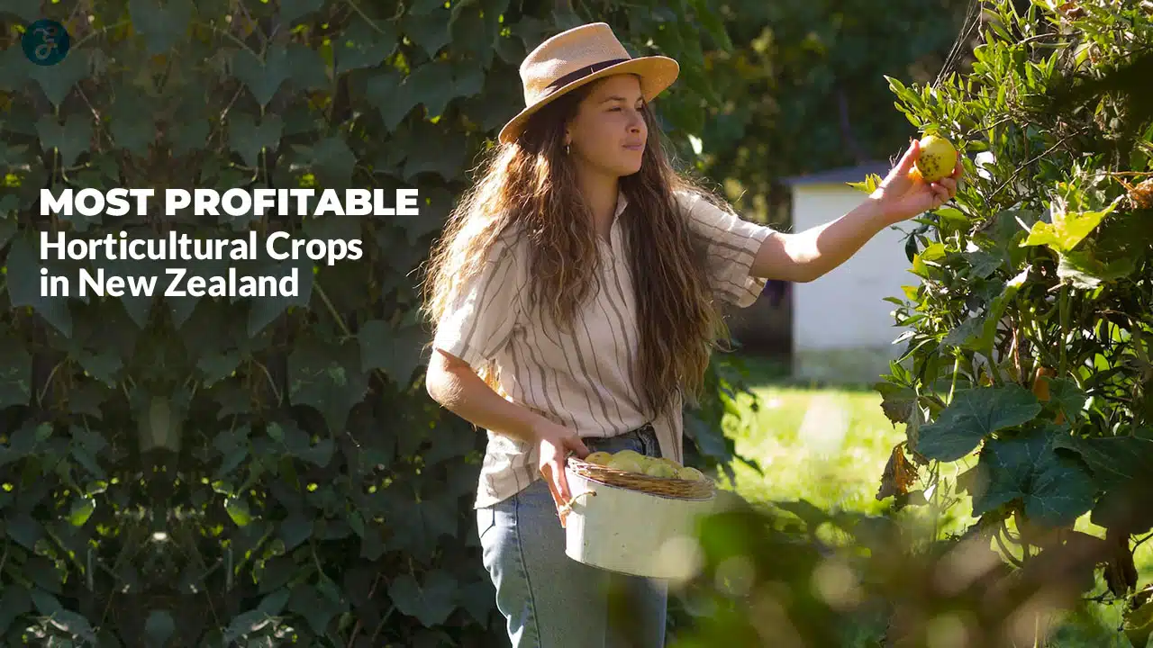 Profitable Horticultural Crops in New Zealand