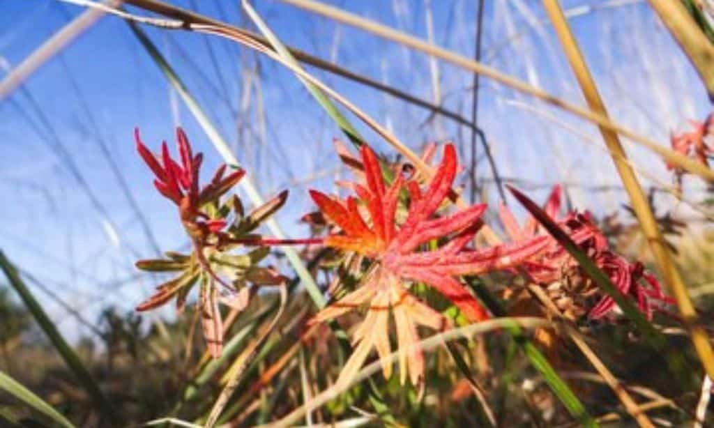 Saffire Freycinet – Tasmania