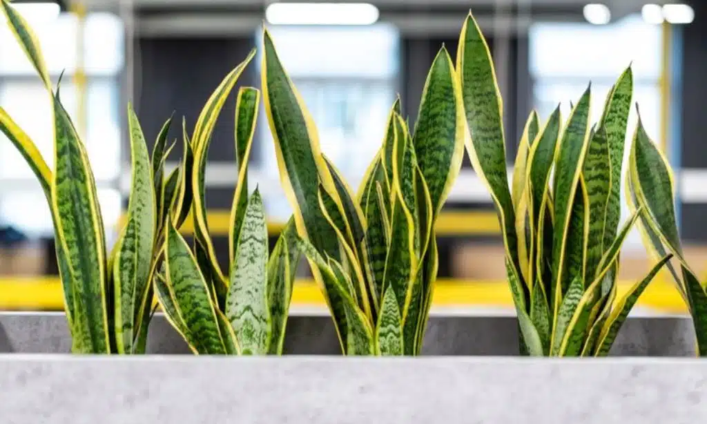 Snake Plant (Sansevieria trifasciata)